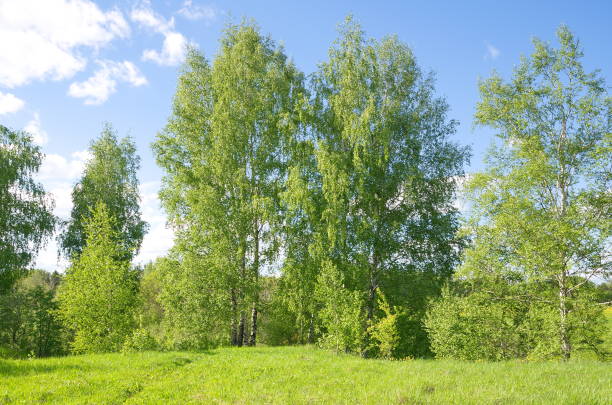 istock Spring landscape with birches on a sunny day 1295666255