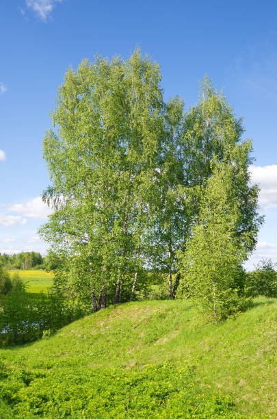 istock Spring landscape with birches on the river bank 1295666309