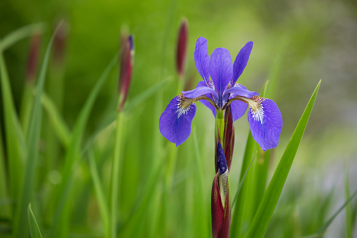 Beautiful purple iris in springtime