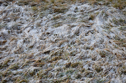 oppressed grass, dry and lifeless. lies on the ground and is covered with snow. resembling sand on the seabed. Frosty lawns with a long-lying layer of snow suffer from mold.
