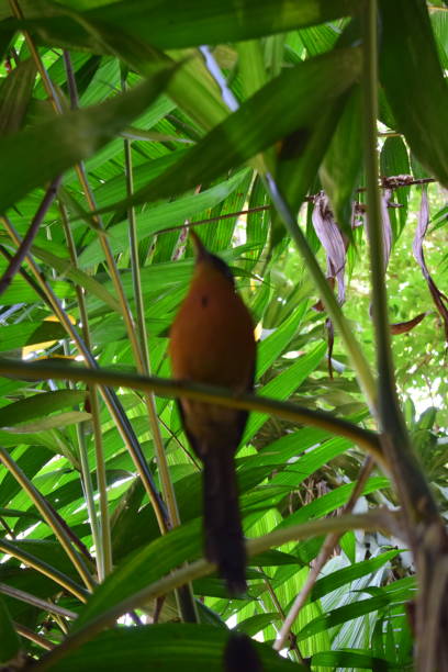 istock quetzal bird with large leaves background 1295667692