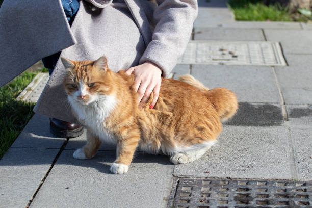 istock A woman strokes red stray cat. 1295668385