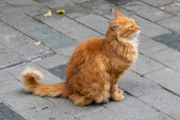 istock Portrait of a red stray cat. 1295668390
