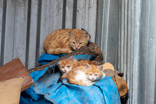 Several red stray cats sleep near a garbage can. Istanbul, Turkey.