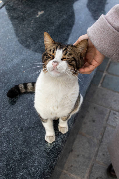 istock A woman caressing a stray cat. 1295668456