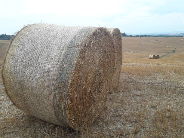istock Bale of hay 1295669603