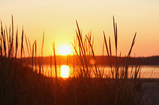 Beautiful sunset with common reed in the foreground at the Chesapeake Bay, Atlantic Ocean, Deleware, USA.
