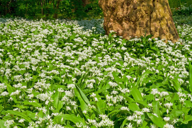 ramson in bloom - herbal medicine nature ramson garlic imagens e fotografias de stock