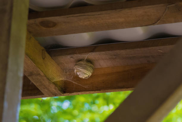 istock Wasp nest under a wooden canopy in the summer 1295670024