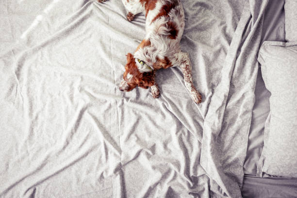 Tired dog lying on bed in bedroom and napping, directly above