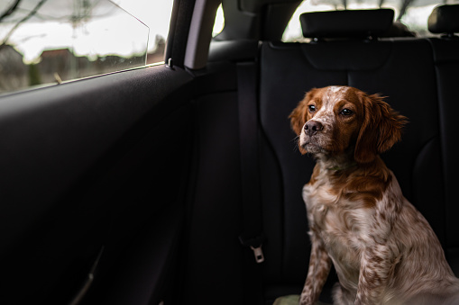 Young cute dog sitting on back seat in car and looking away