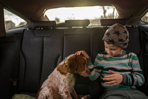 istock Young boy sitting with his dog on back seat in car 1295670193