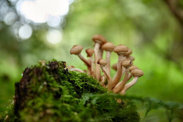 istock Honey fungi 1295670201