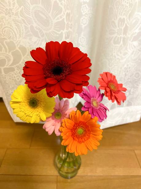 istock Beautiful colorful gerberas 1295671010