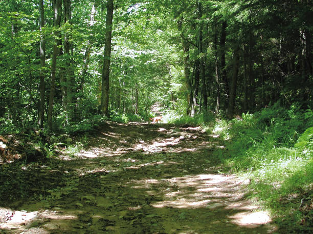 istock Dirt road in Woods 1295671268