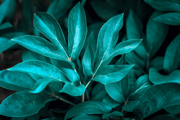 istock Peony bush with green leaves background, texture, toned 1295671290
