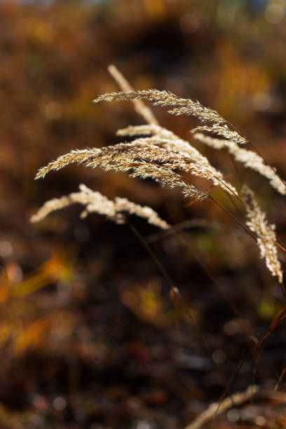 a touch of nature in autumn - lagarde imagens e fotografias de stock