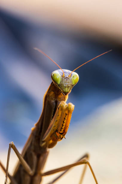 praying mantis - lagarde imagens e fotografias de stock