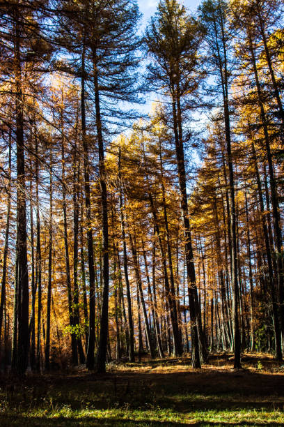 trees in autumn - lagarde imagens e fotografias de stock