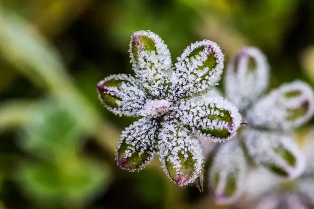 Photo of frozen flower