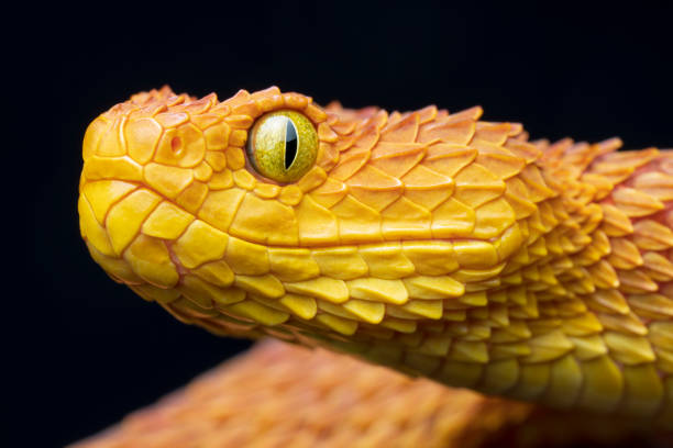 istock Close-up of a venomous Bush Viper snake 1295672470