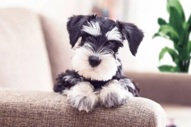 mini schnauzer dog portrait