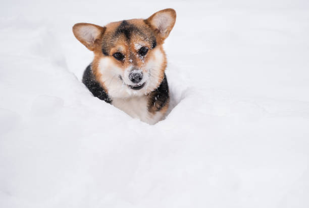 istock Young three colours Corgi Pembroke sit in snow. winter. Looking at camera 1295672845