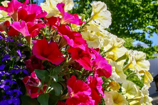 istock The beautiful pink flowers 1295672848