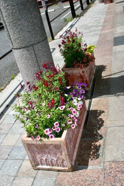 istock The beautiful pink flowers 1295673025