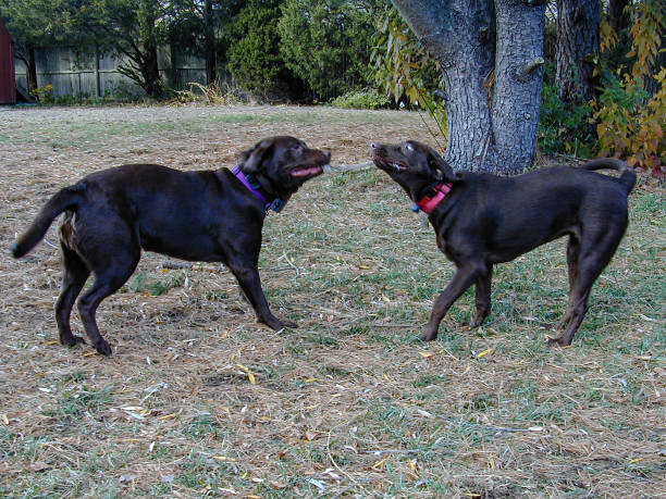 istock Lab Tug of War 1295673079