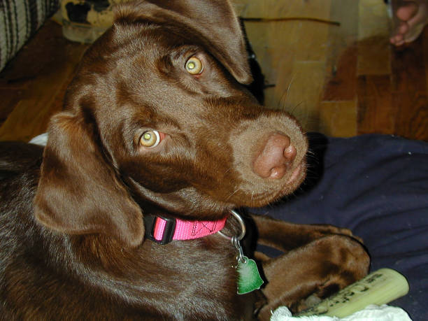 Lab Head Shot 2,111,100+ Dog Photos Stock Photos, Pictures & Royalty-Free Images - iStock