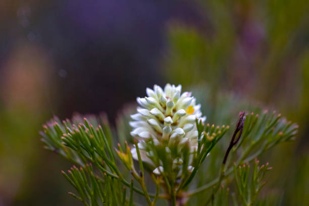 White fluffy flower, isopogon, dark background with copy space, full frame horizontal composition