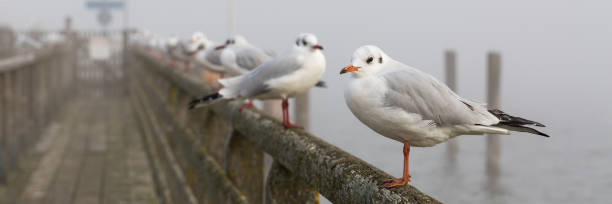 istock White-grey colored seagulls sitting on the railing of a jetty 1295674160