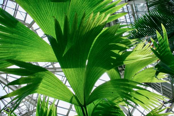istock A plant in the greenhouse 1295674197
