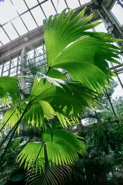istock A plant in the greenhouse 1295674213