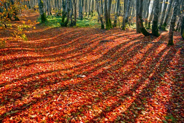 At sunset and sunrise in an autumn deciduous forest in the Carpathian mountains, light draws fabulous patterns on a golden carpet of leaves