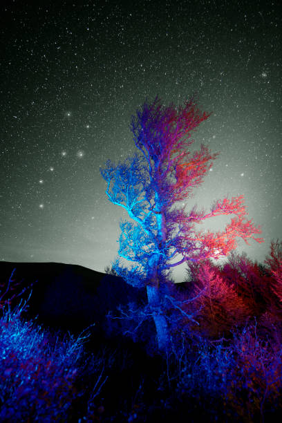 istock Stars above the autumn beech 1295675159
