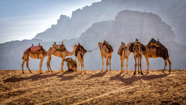 cammelli nel wadi rum, giordania - wadi rum foto e immagini stock