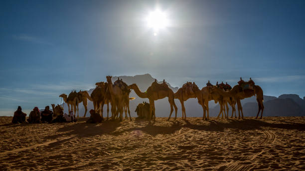 istock Camels in the Wadi Rum, Jordan 1295676571