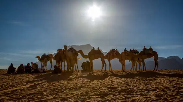 Photo of Camels in the Wadi Rum, Jordan