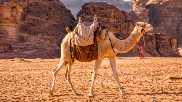 kamel in der wadi rum wüste, jordanien - jordan camel wadi rum arabia stock-fotos und bilder