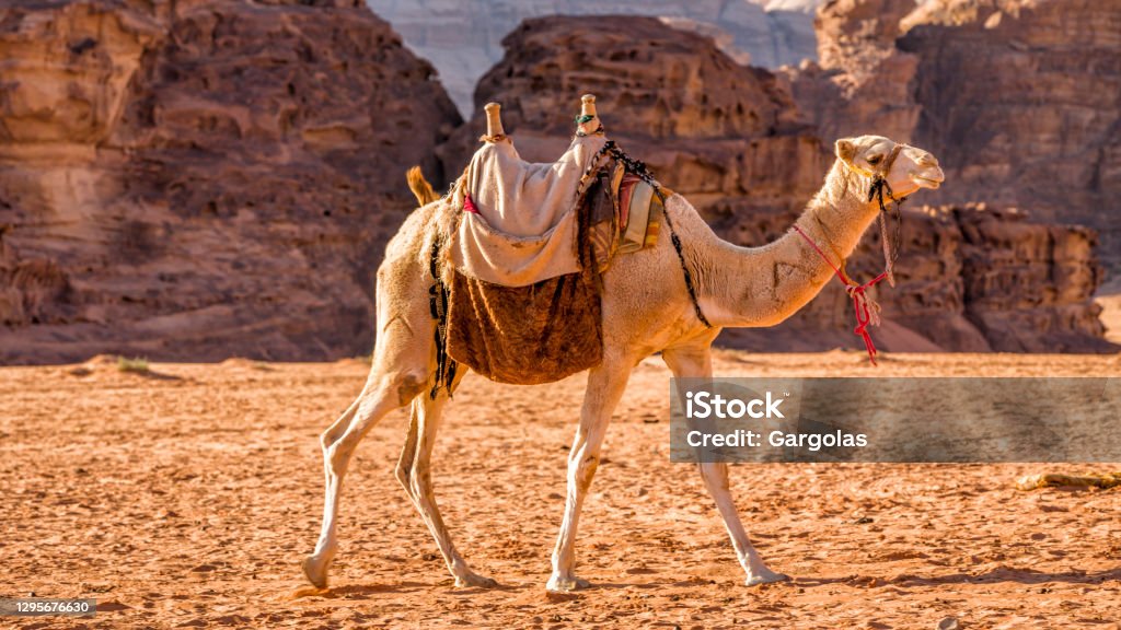Camel in the Wadi Rum desert, Jordan Arabia, Desert, Wadi Rum, Bright, Bedouin Aqaba Stock Photo