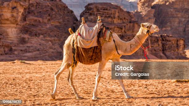 Camel In The Wadi Rum Desert Jordan Stock Photo - Download Image Now - Aqaba, Camel, Dromedary Camel