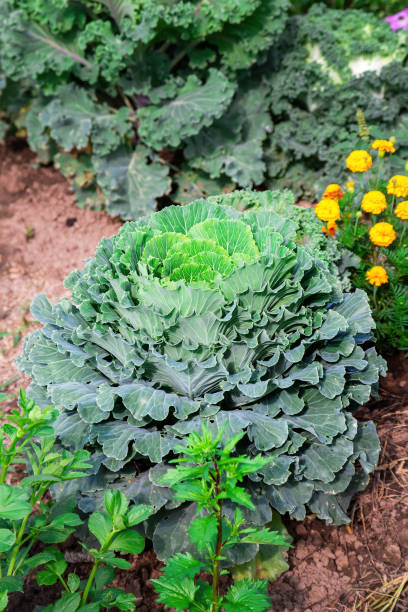 istock Green ornamental cabbage in garden, vertical view. 1295677392