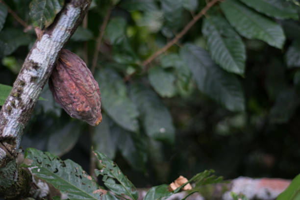 istock Sowing of Creole cocoa. Fine aroma cocoa 1295677500