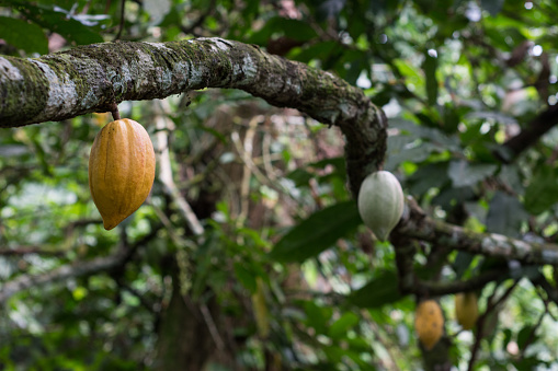 Creole cocoa or aroma phones. Top quality cocoa. Sowing Cacao