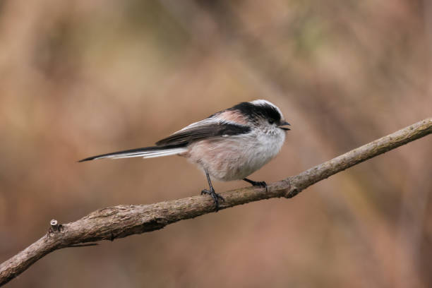 istock a long-tailed tit on a branch of tree 1295679374