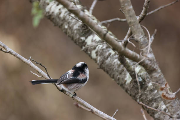 istock a long-tailed tit on a branch of tree 1295679383