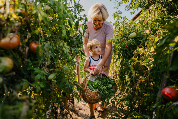 istock Picking vegetables in my grandma's garden 1295681318