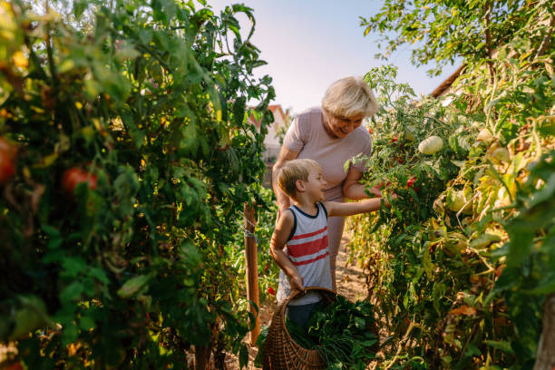 zbieranie warzyw w ogrodzie mojej babci - family grandmother multi generation family nature zdjęcia i obrazy z banku zdj�ęć